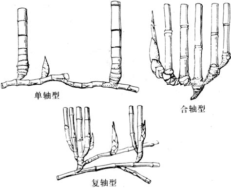 竹子的根系|科普 